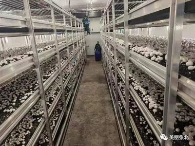 从技术到品牌 以XX科技推广服务为例看技术推广如何赋能品牌成长